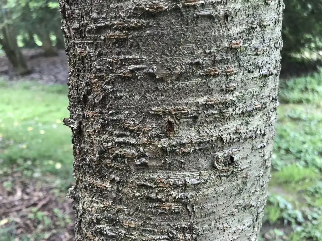 Photo of Prunus x subhirtella - Prunus subhirtella bark:Lucy Bradley