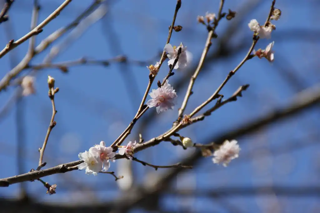 Photo of Prunus x subhirtella - Branch of 'Autumnalis':Ume-y