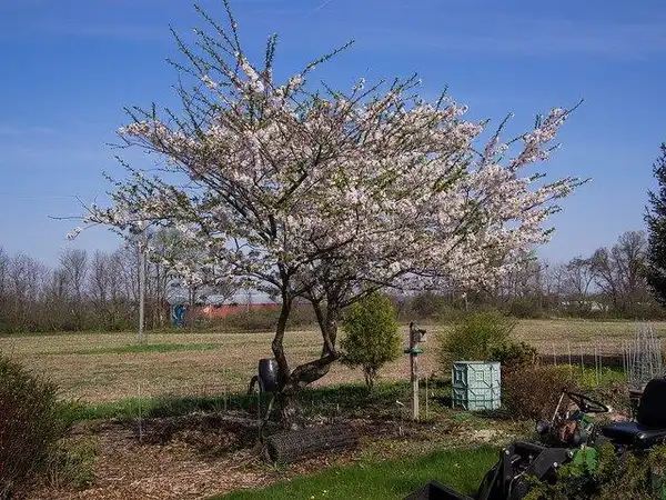 Foto de Prunus x yedoensis (Prunus x yedoensiss)