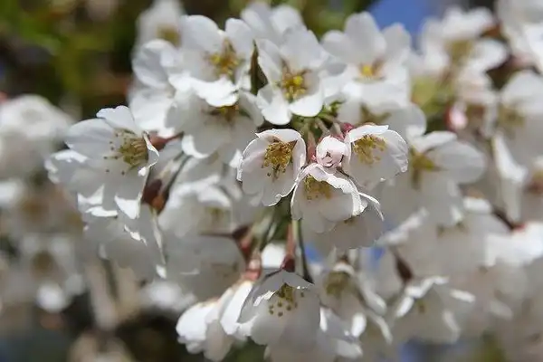Foto de Prunus x yedoensis (Prunus x yedoensiss)