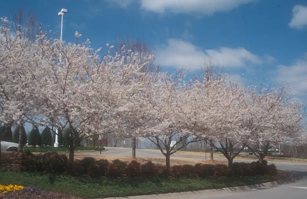 Foto de Prunus x yedoensis - Tree Line:Jim Robbins