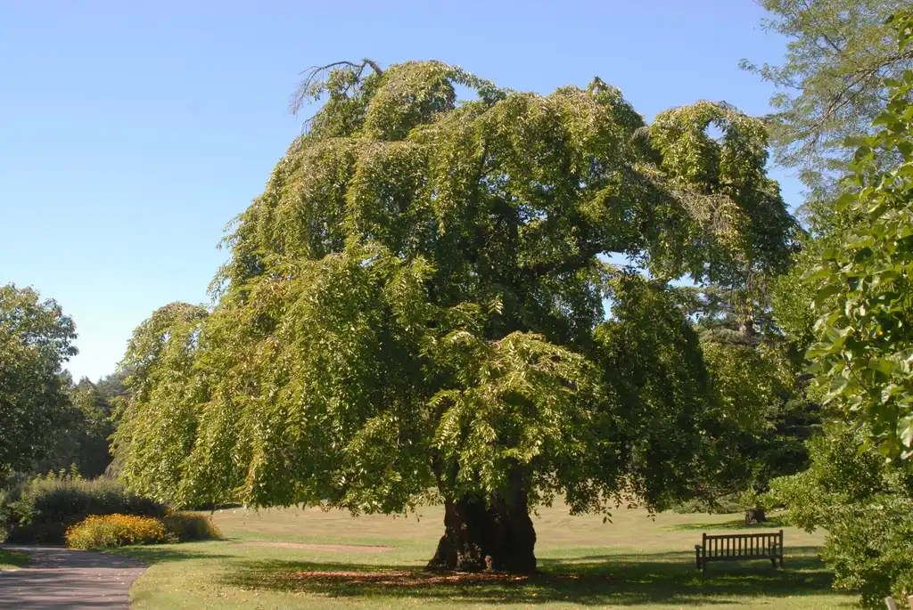 Foto de Prunus x yedoensis - 'Perpendens' Form:Jim Robbins