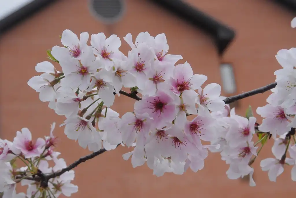 Foto de Prunus x yedoensis - Flowers:Jim Robbins
