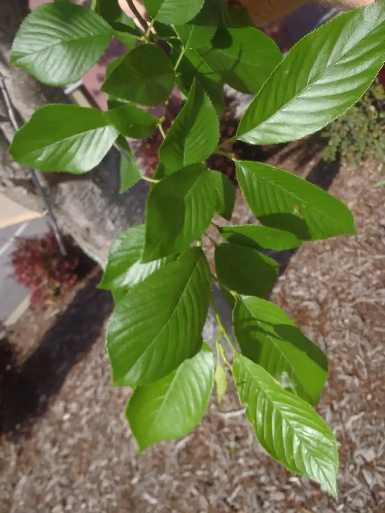 Foto de Prunus x yedoensis - Leaves:Jim Robbins