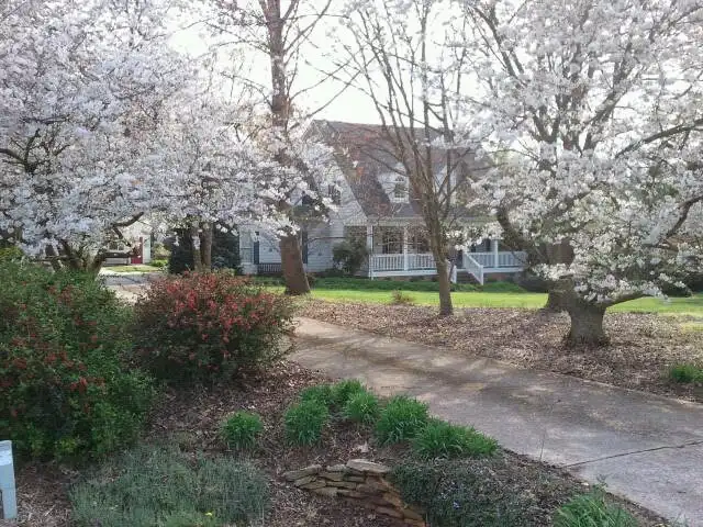 Foto de Prunus x yedoensis - form:Cathy Dewitt