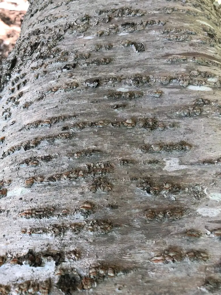 Foto de Prunus x yedoensis - 25 year old tree Bark (Wake County, NC):Cathy Dewitt