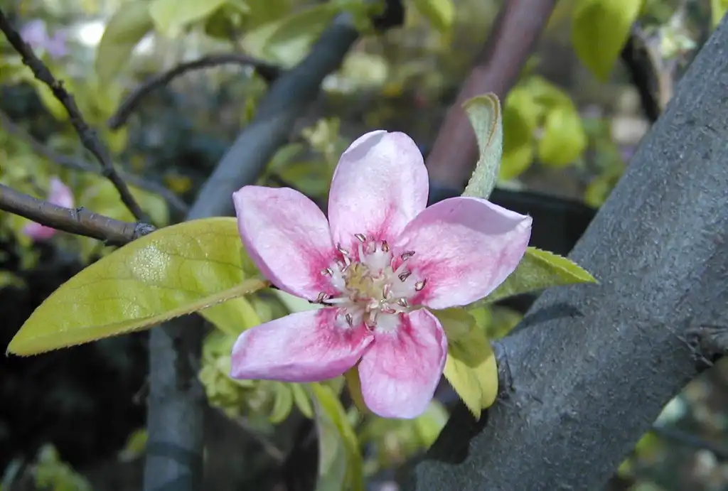 Photo of Pseudocydonia sinensis (Pseudocydonia sinensiss)