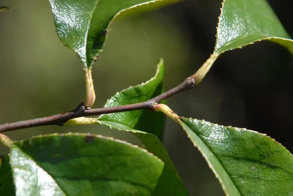 Photo of Pseudocydonia sinensis - Stem:Jim Robbins