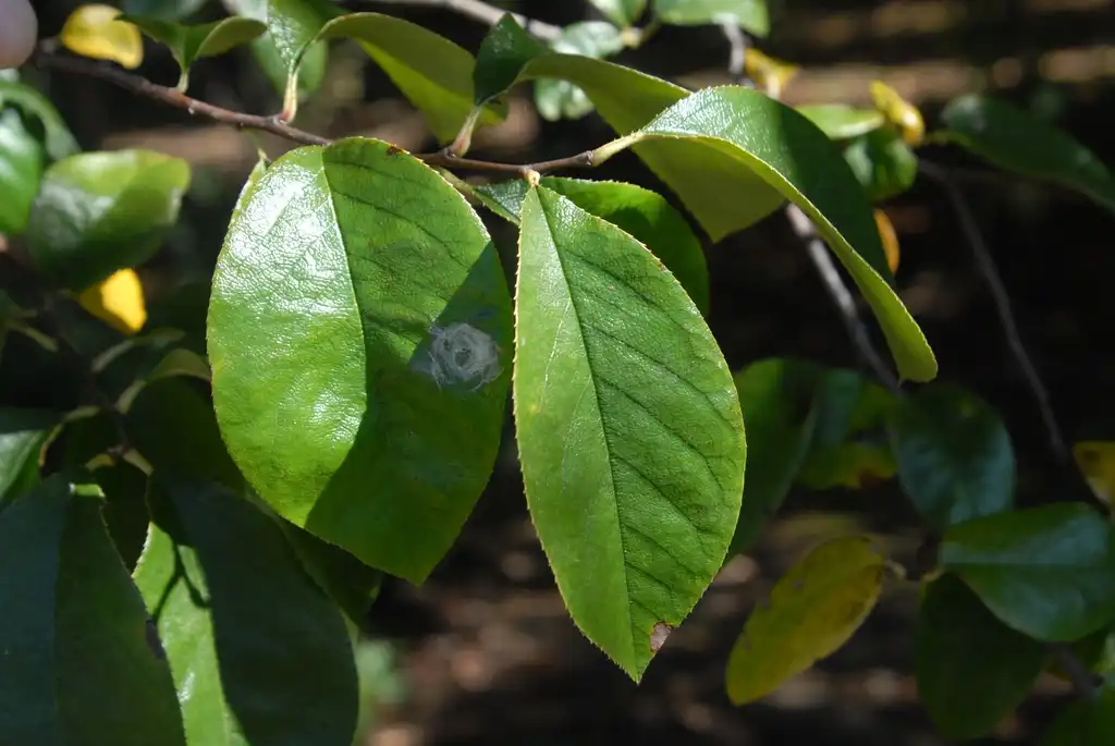 Photo of Pseudocydonia sinensis - Leaf Close-up:Jim Robbins