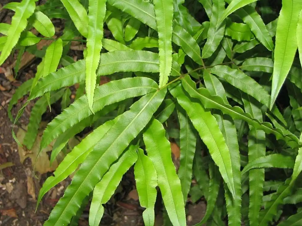 Photo of Pseudocydonia sinensis - Leaves:David J. Stang