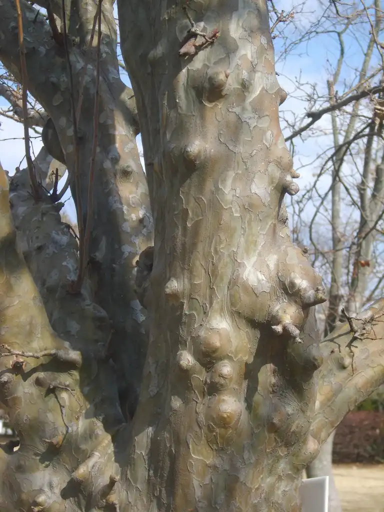 Photo of Pseudocydonia sinensis - Bark:Dalgial