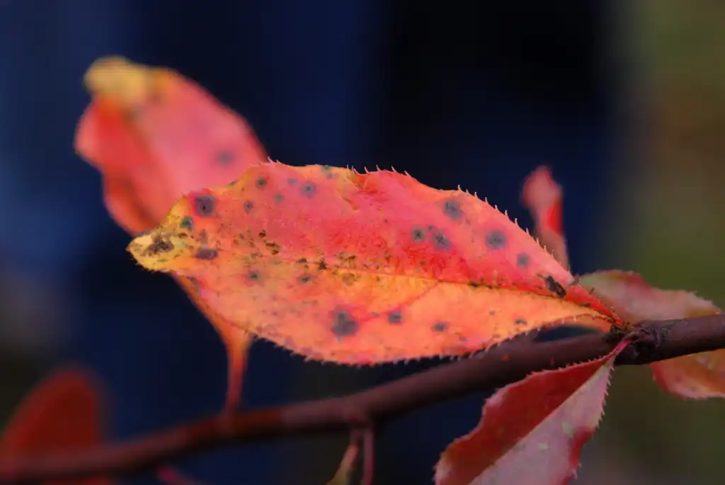 Photo of Pseudocydonia sinensis - Fall Leaf Color:Jim Robbins