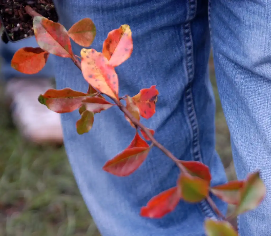 Photo of Pseudocydonia sinensis - Fall Leaf:Jim Robbins