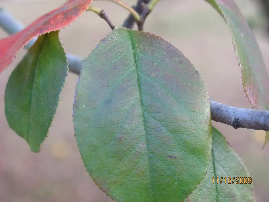 Photo of Pseudocydonia sinensis - Leaf detail:Jim Robbins