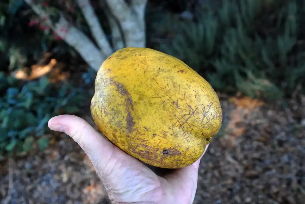 Photo of Pseudocydonia sinensis - Ripe Fruit Detail:Jim Robbins