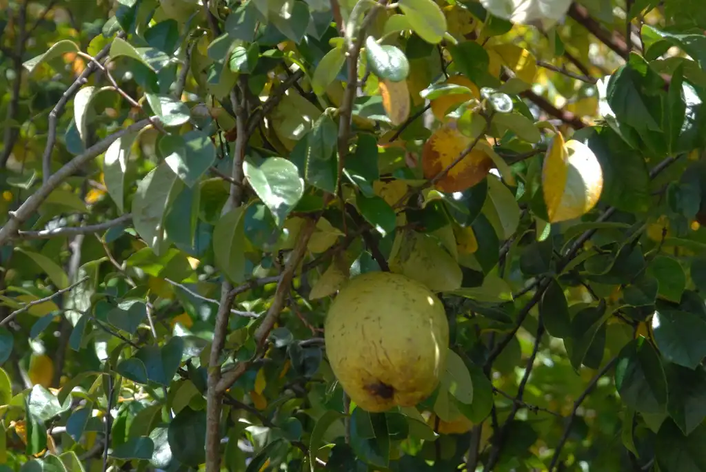 Photo of Pseudocydonia sinensis - Fruit and Leaves:Jim Robbins