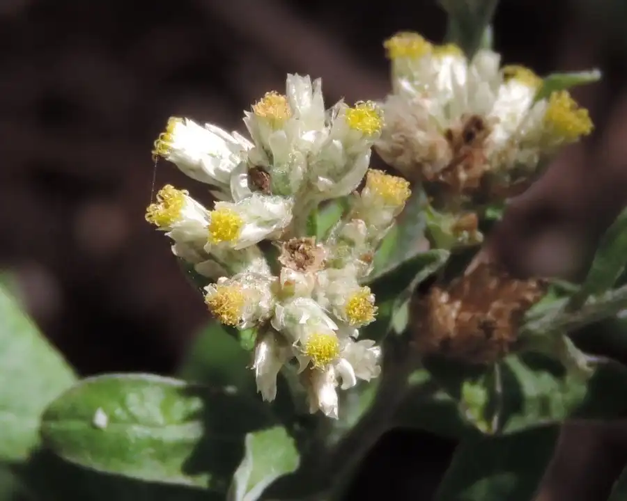 Фото Pseudognaphalium obtusifolium (Pseudognaphalium obtusifoliums)