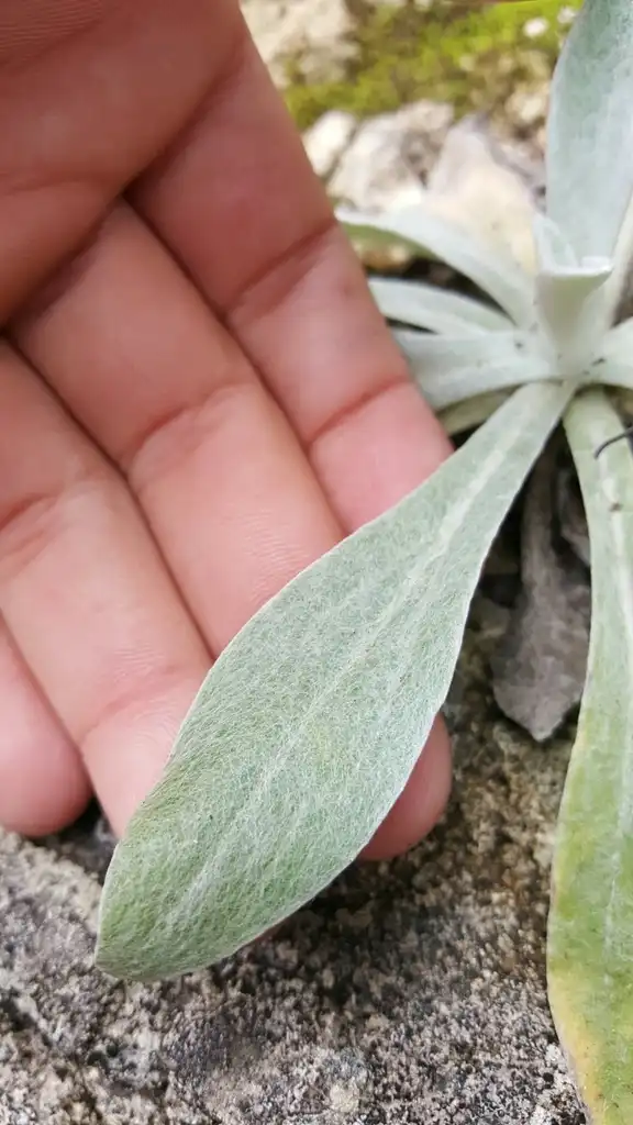 Фото Pseudognaphalium obtusifolium (Pseudognaphalium obtusifoliums)