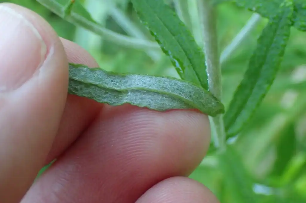 Фото Pseudognaphalium obtusifolium - Stem and underside of leaf with white hairs:John Baur