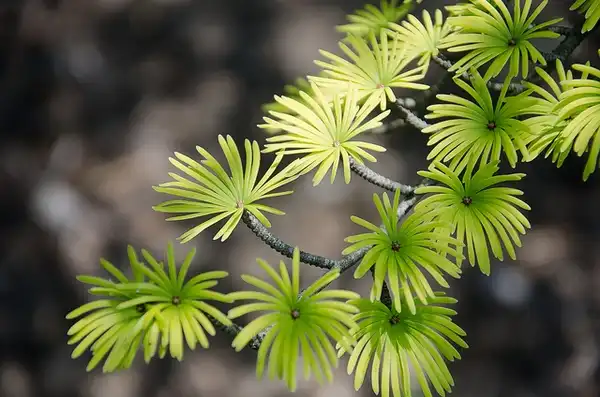 Фото Pseudolarix amabilis (Pseudolarix amabiliss)