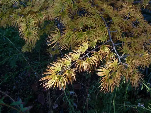 Фото Pseudolarix amabilis (Pseudolarix amabiliss)