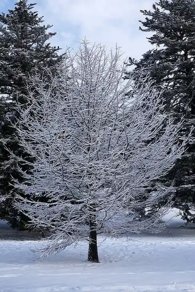 Фото Pseudolarix amabilis - :Plant Image Library