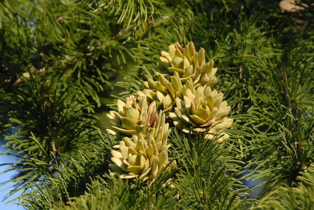 Фото Pseudolarix amabilis - Fruit and Leaves:Jim Robbins