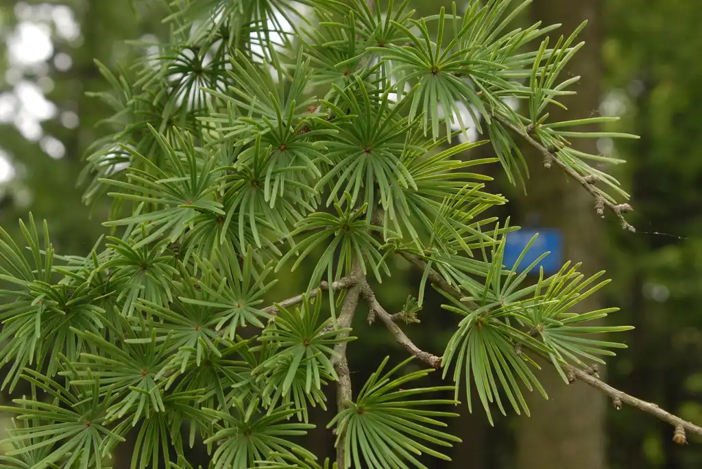 Фото Pseudolarix amabilis - Leaves:Jim Robbins