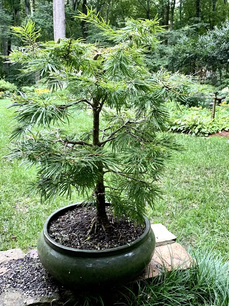 Фото Pseudolarix amabilis - As bonsai:Kathy Sill