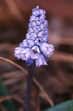 Foto de Pseudomuscari azureum (Pseudomuscari azureums)