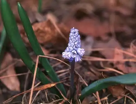 Foto de Pseudomuscari azureum (Pseudomuscari azureums)