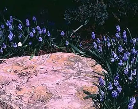 Foto de Pseudomuscari azureum - Grouping of plants: