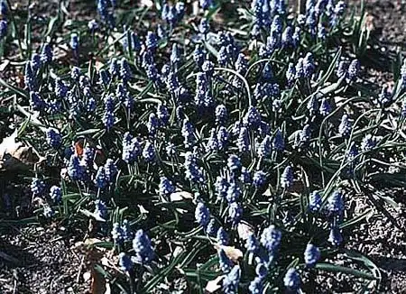 Foto de Pseudomuscari azureum - Large grouping of plants in bloom: