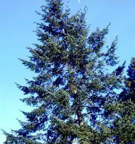 Фото Pseudotsuga menziesii (Pseudotsuga menziesiis)