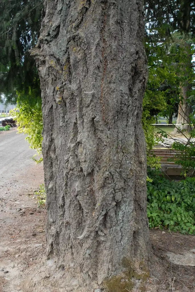 Фото Pseudotsuga menziesii (Pseudotsuga menziesiis)