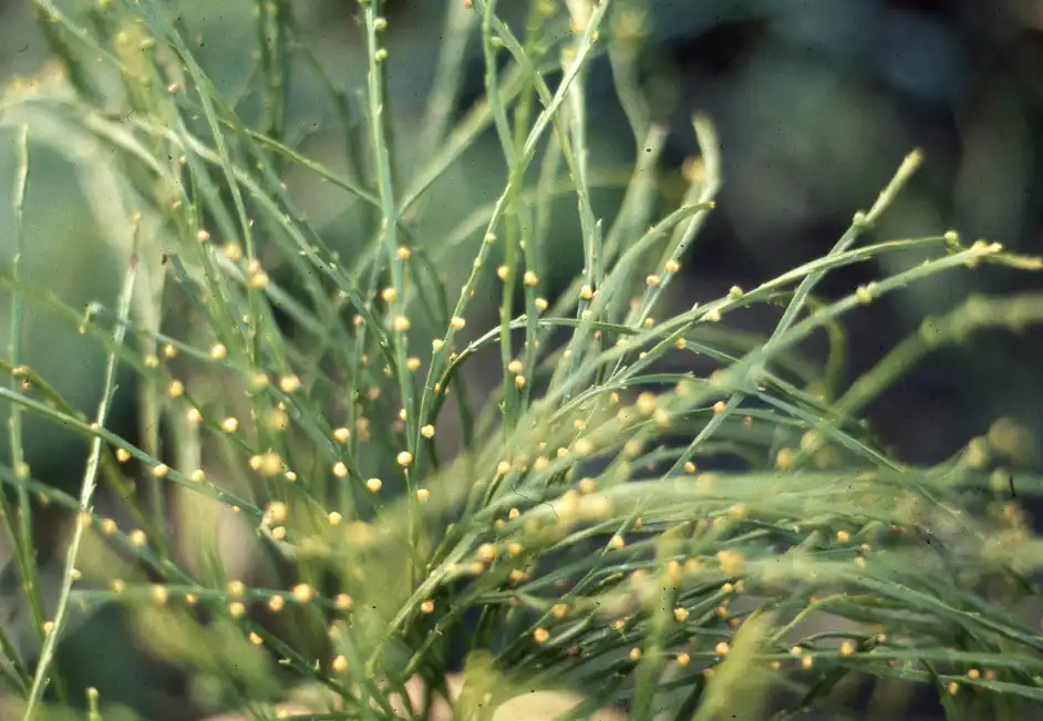 Фото Psilotum nudum (Psilotum nudums)