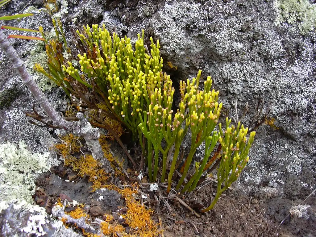 Фото Psilotum nudum (Psilotum nudums)