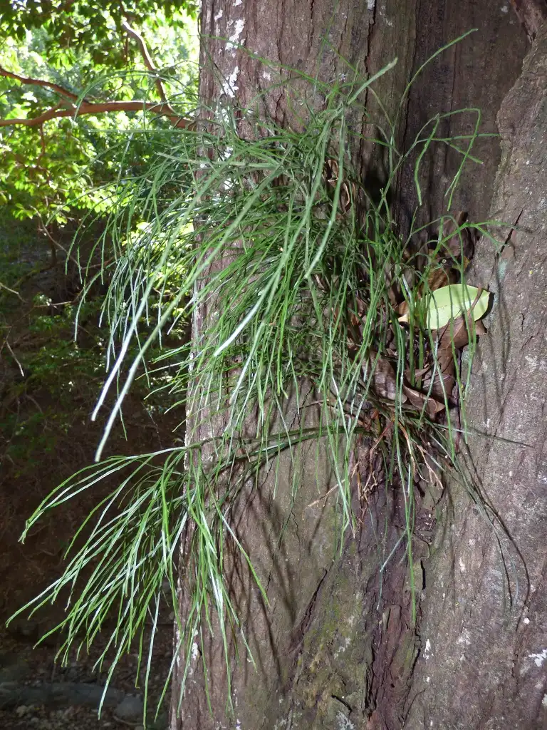 Фото Psilotum nudum - Epiphyte form:Forest and Kim Starr