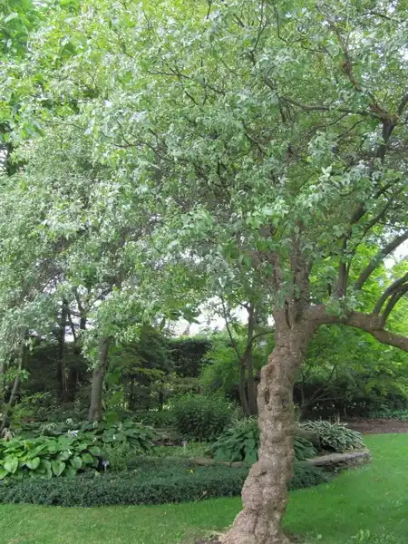 Foto de Ptelea trifoliata (Ptelea trifoliatas)