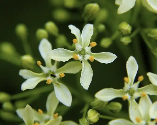 Foto de Ptelea trifoliata (Ptelea trifoliatas)