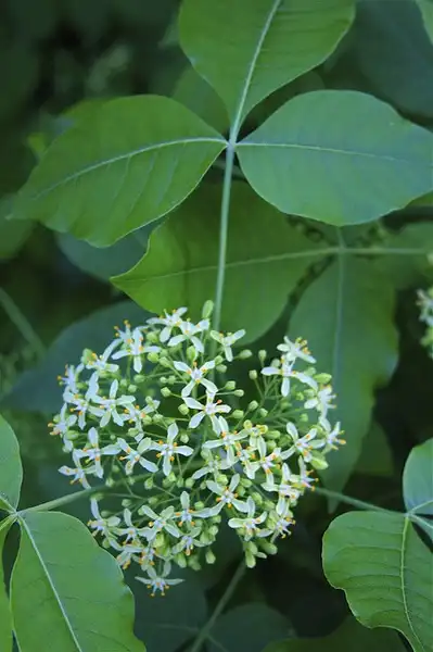 Foto de Ptelea trifoliata - Flower cluster:Dan Mullen