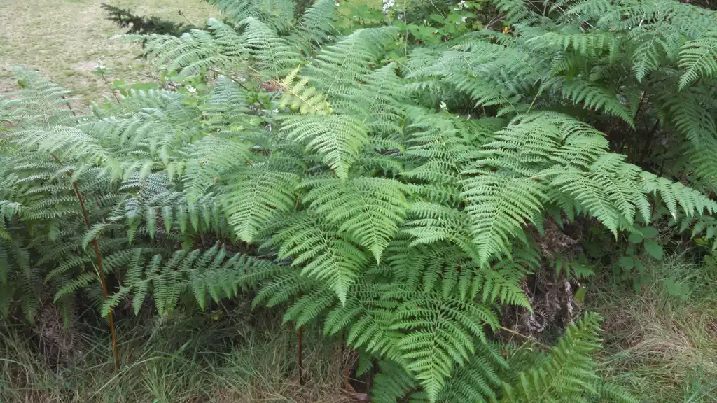 Foto de Pteridium aquilinum (Pteridium aquilinums)