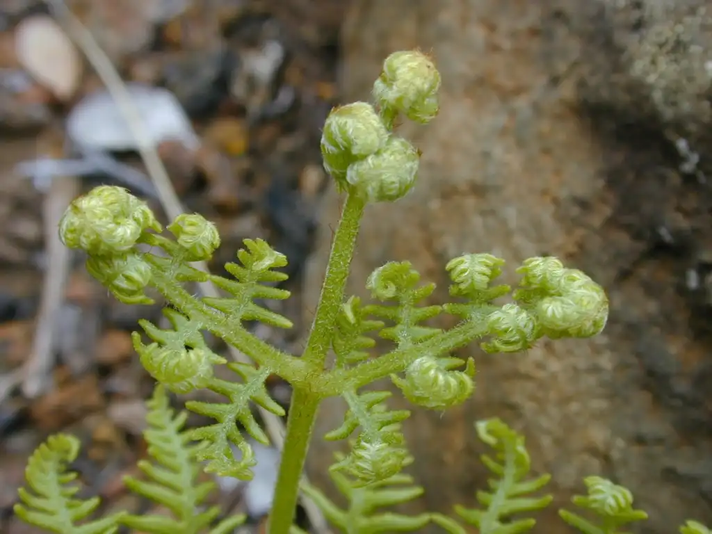 Foto de Pteridium aquilinum (Pteridium aquilinums)