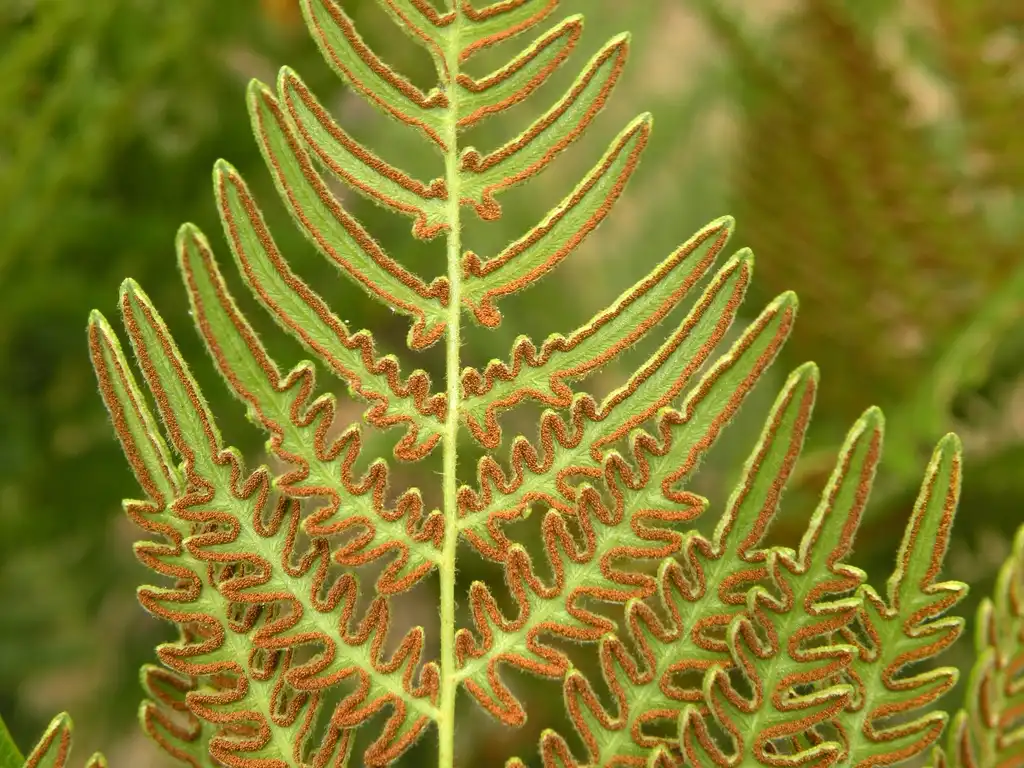 Foto de Pteridium aquilinum - sori (spores) on the abaxial side of the frond.:Doug McGrady