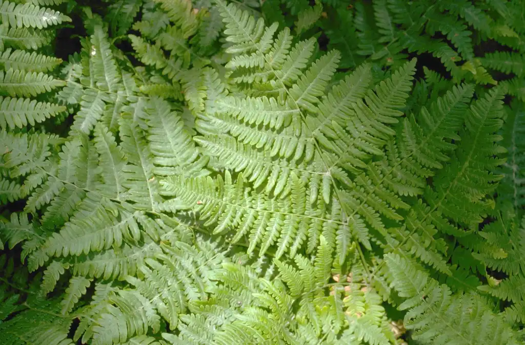 Foto de Pteridium aquilinum - Fronds:Howard F. Schwartz