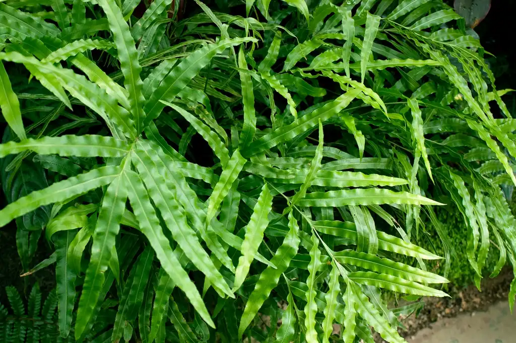 Photo of Pteris (Pteriss)