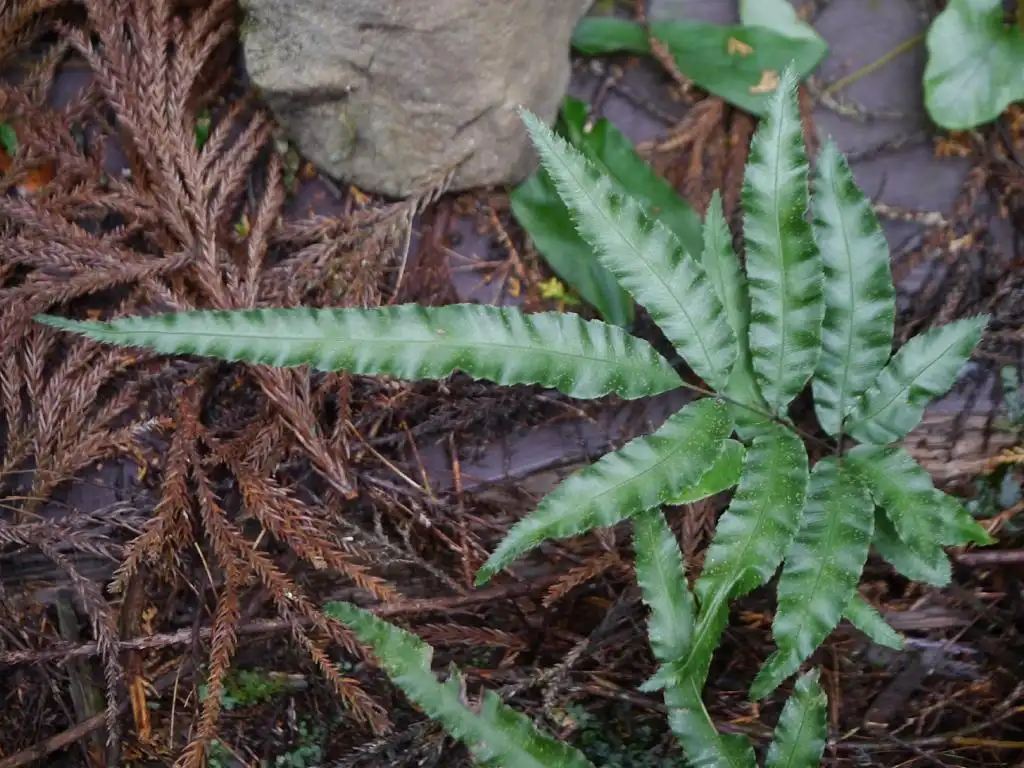 Photo of Pteris (Pteriss)