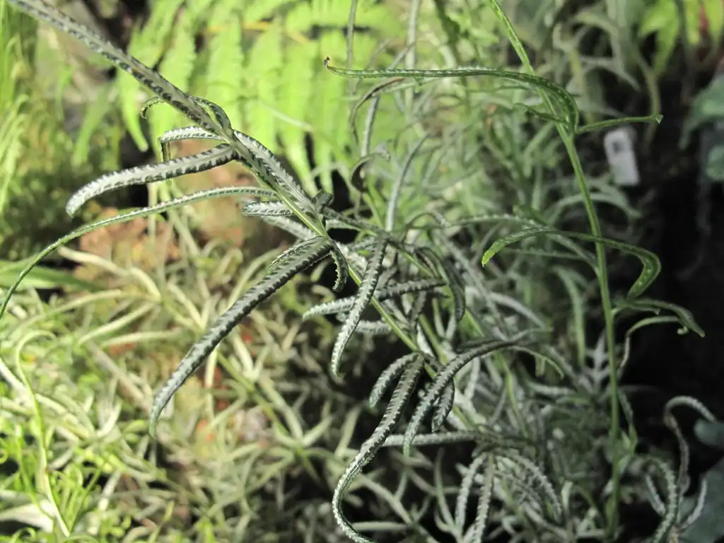 Photo of Pteris - Fronds:Megan Hansen