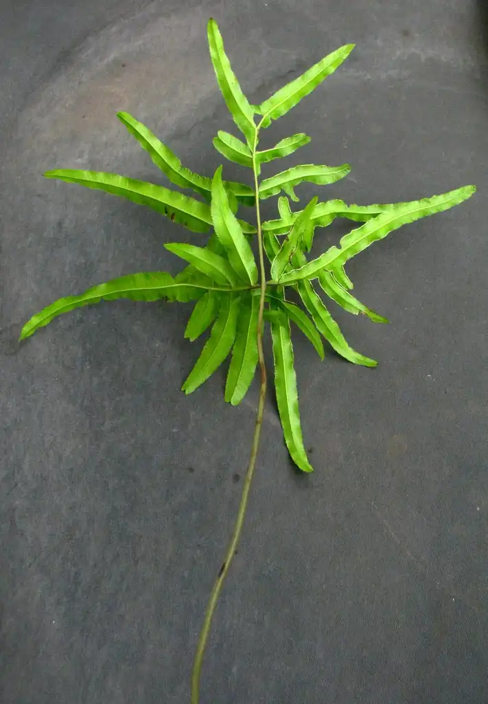 Photo of Pteris - Fronds:David Eickhoff