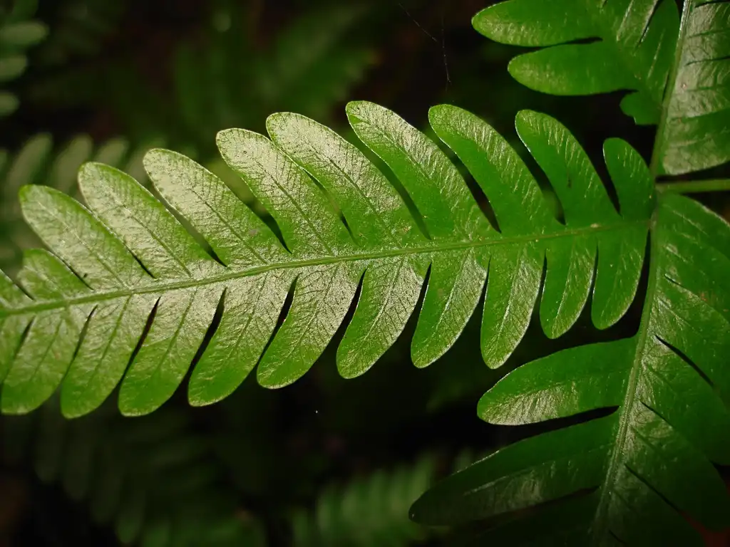 Photo of Pteris - Fronds:Lauren Gutierrez